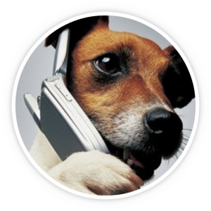 Dog on the phone